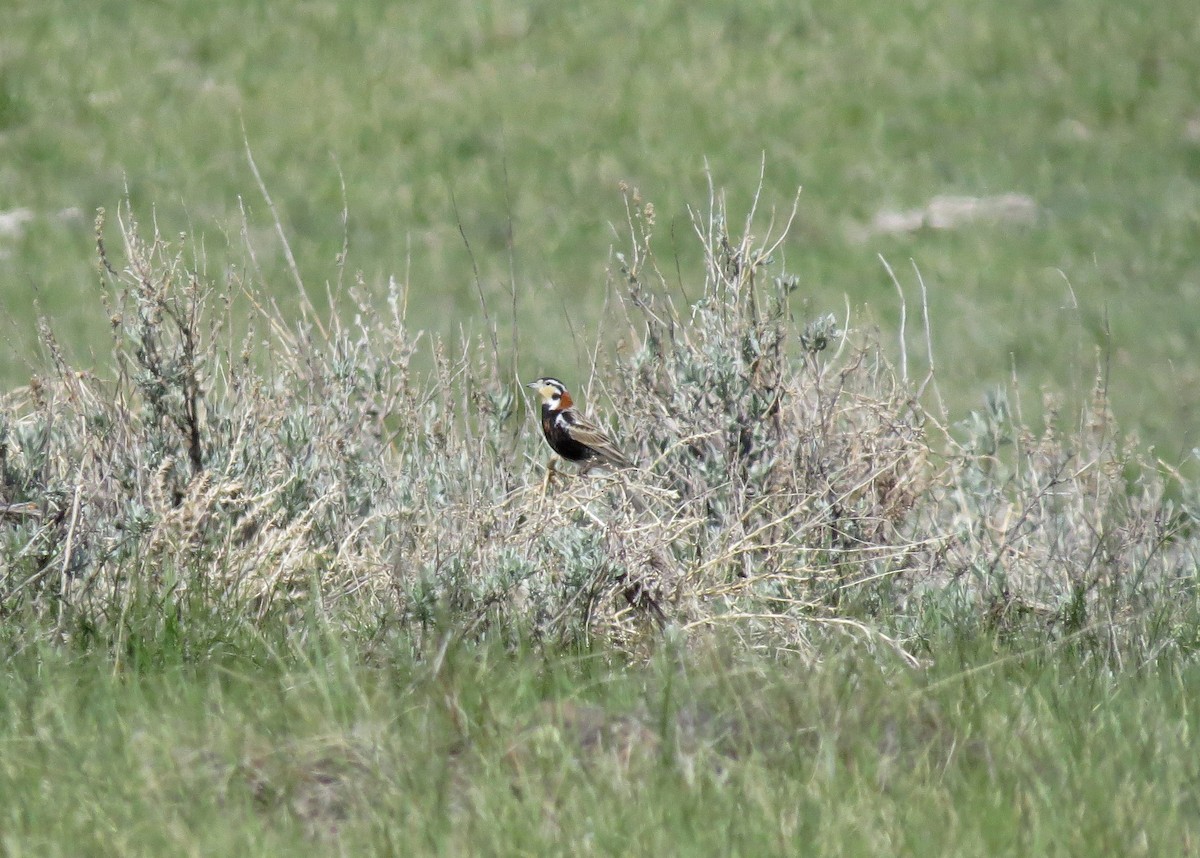 Chestnut-collared Longspur - ML477644761