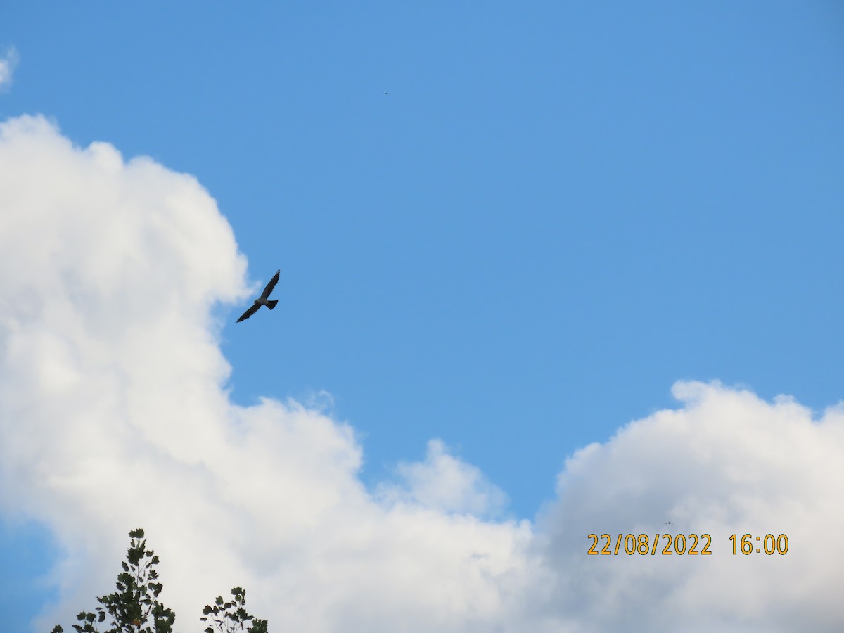 Mississippi Kite - ML477645981