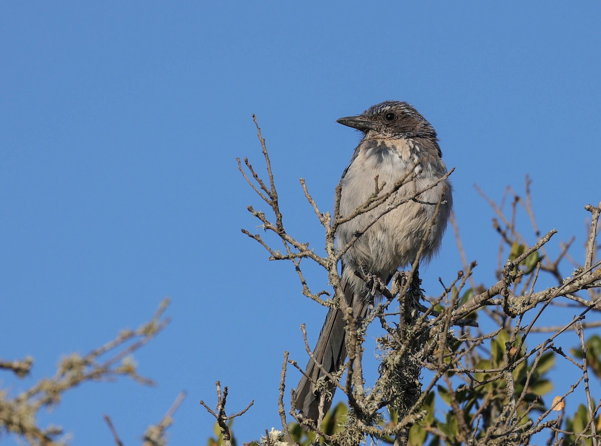 California Scrub-Jay - ML477645991