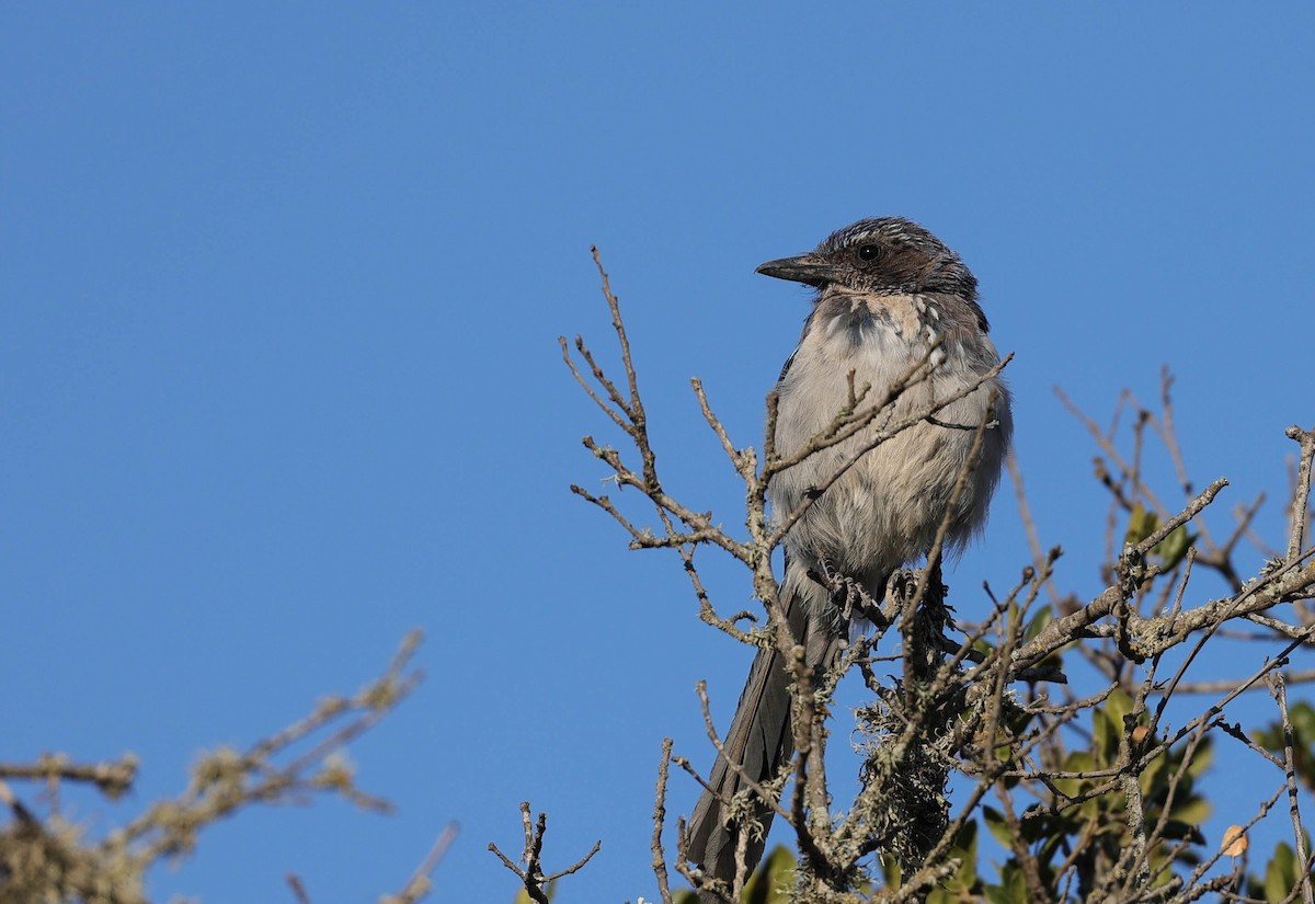 California Scrub-Jay - ML477646001