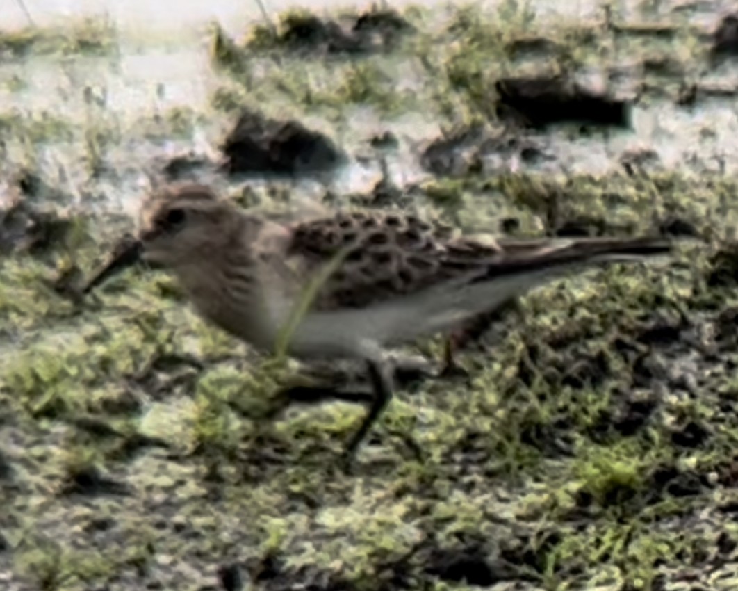 Baird's Sandpiper - ML477646371