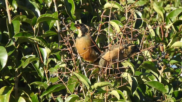 Saltator à bec orange - ML477647151