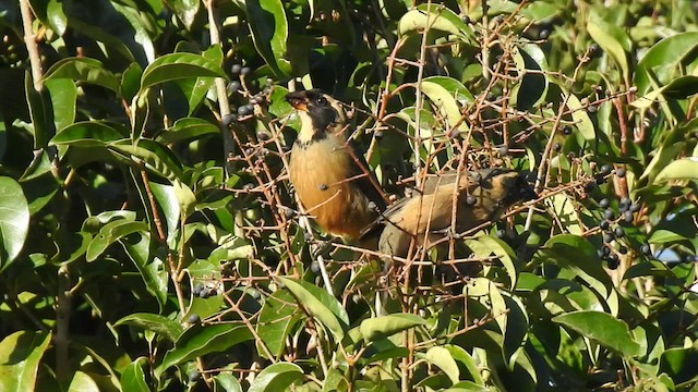 Golden-billed Saltator - ML477647151