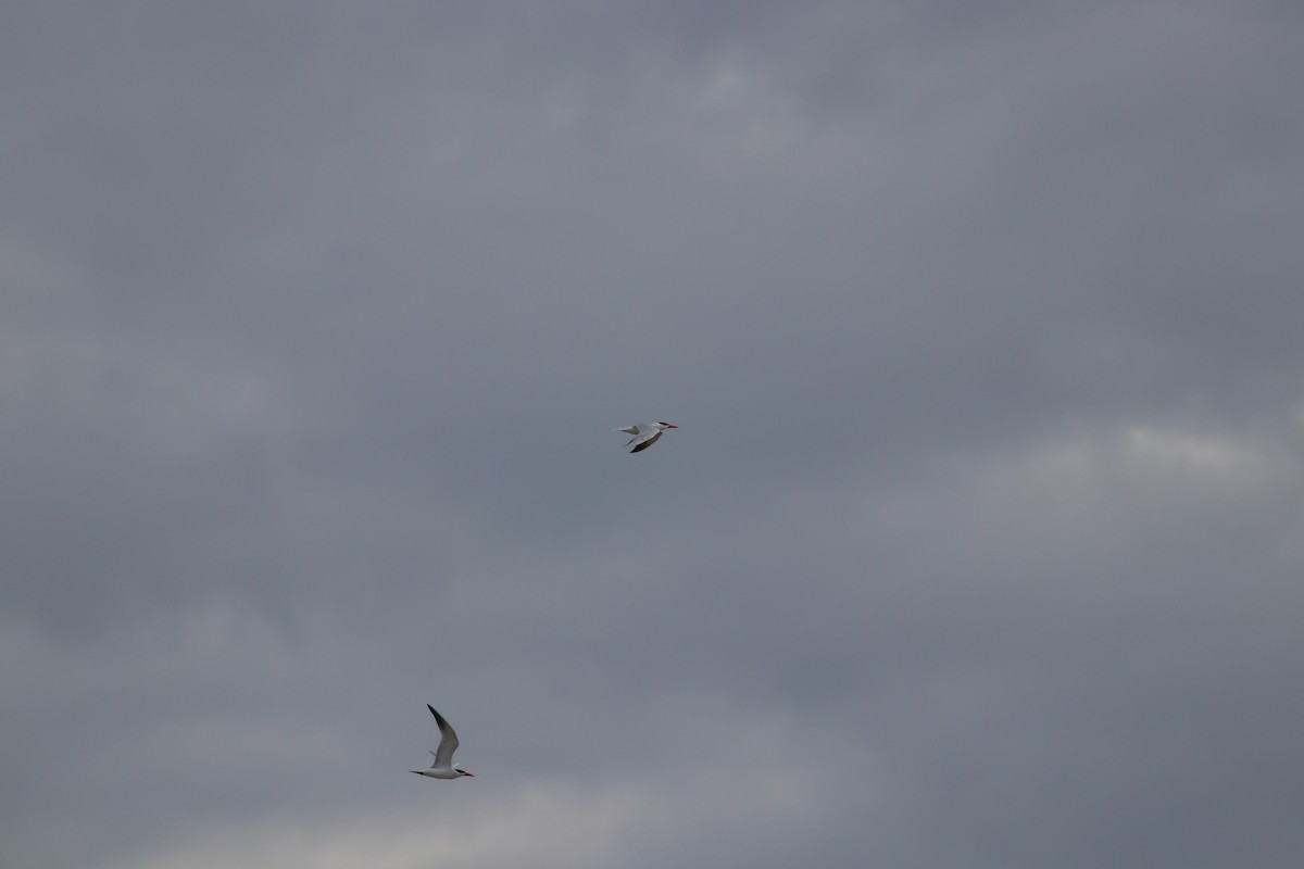 Caspian Tern - ML477647201