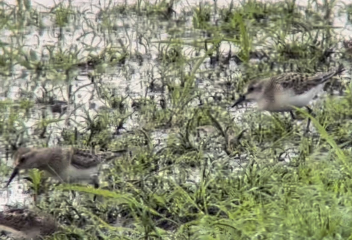 Calidris sp. (peep sp.) - ML477647771