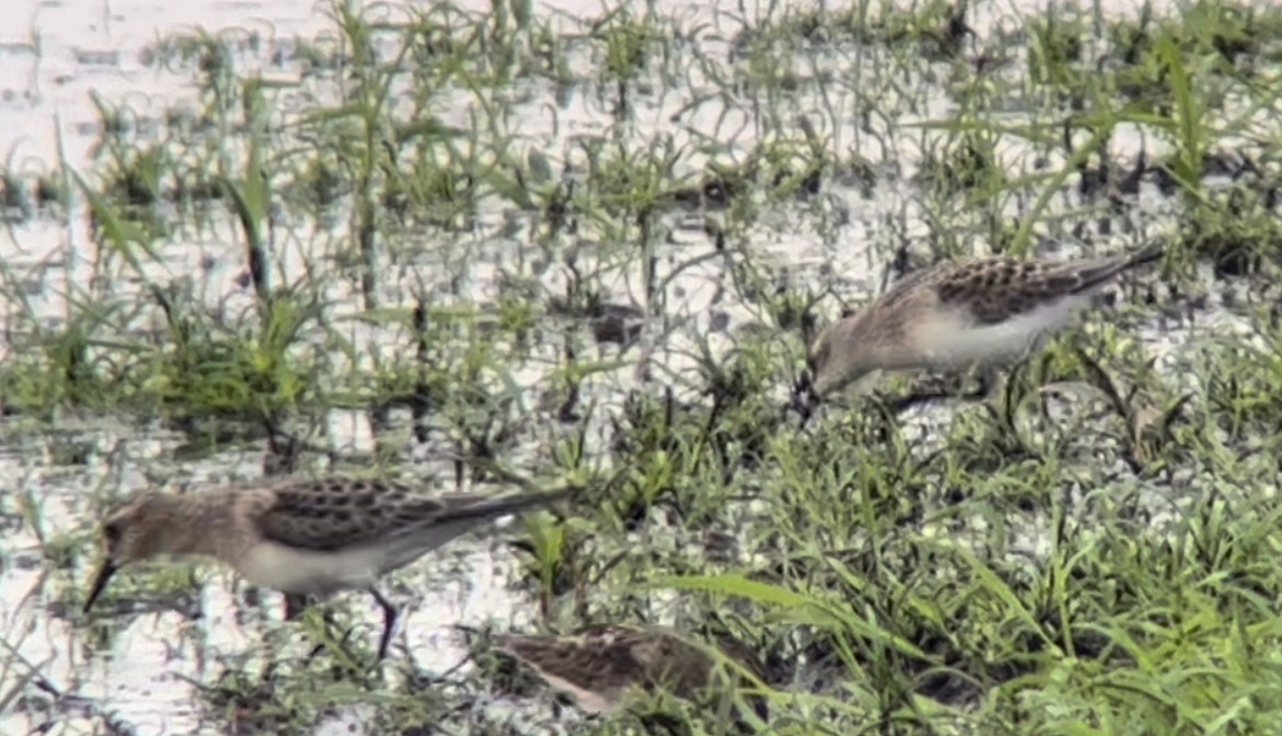 Calidris sp. (peep sp.) - ML477647781