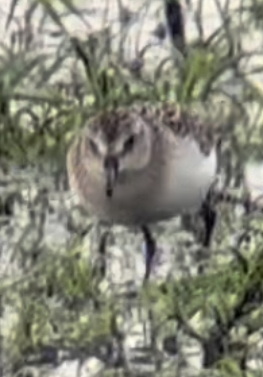 Calidris sp. (peep sp.) - ML477647791