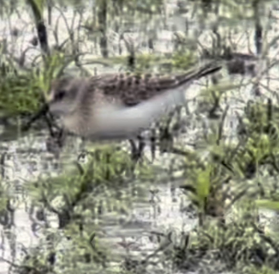 Calidris sp. (peep sp.) - ML477647811