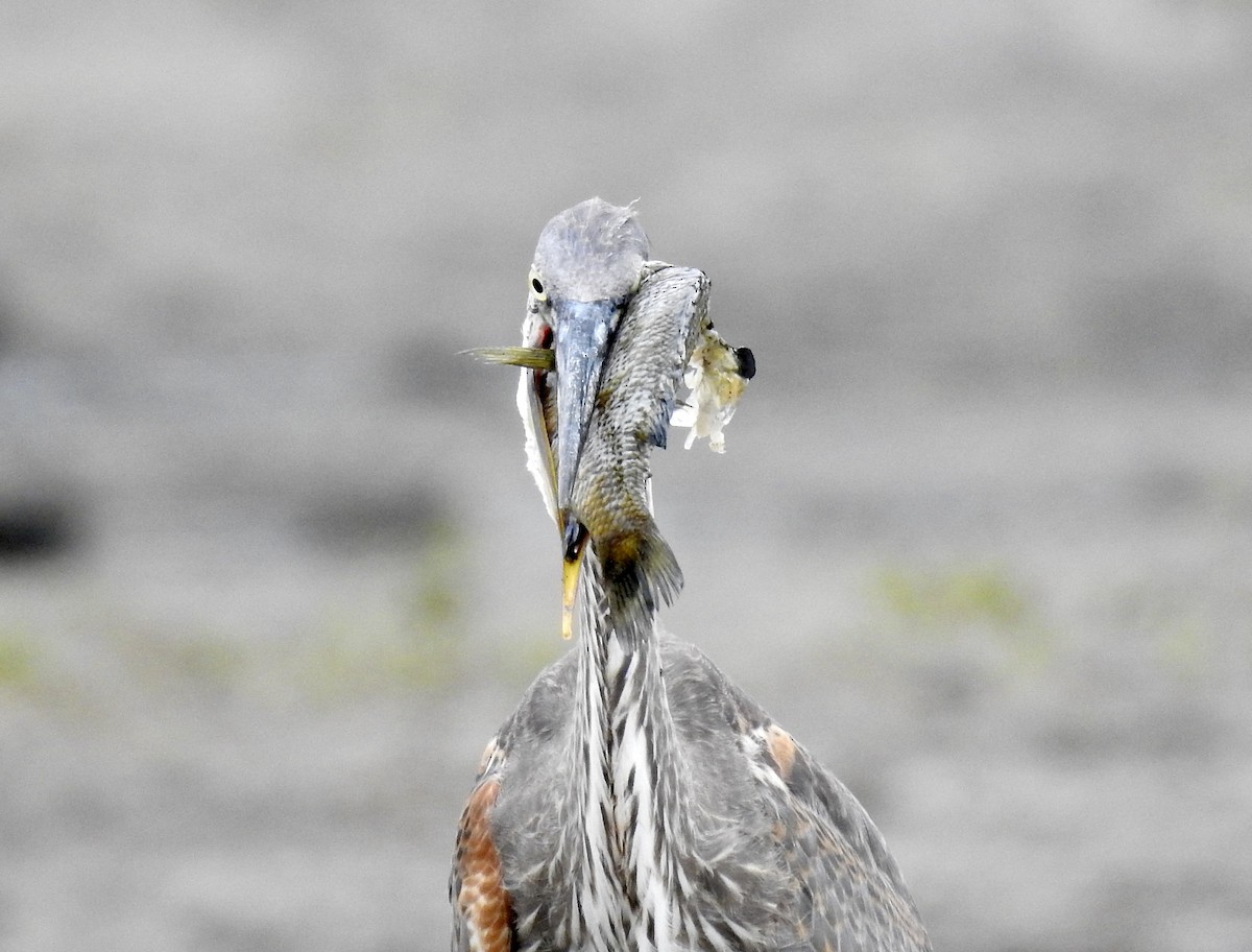 Great Blue Heron - ML477648041