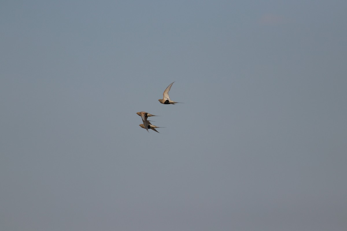 Pallas's Sandgrouse - Ian Ren