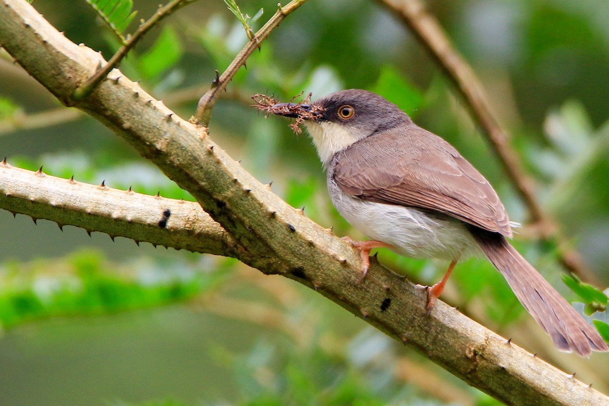 Gray-breasted Prinia - ML477648401