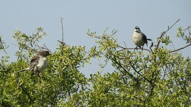 マミジロマネシツグミ - ML477648631