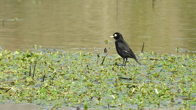 Spectacled Tyrant - ML477648721