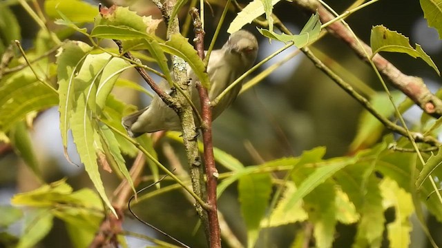 Thick-billed Flowerpecker - ML477649031