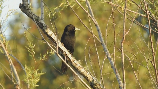 Solitary Black Cacique - ML477649091