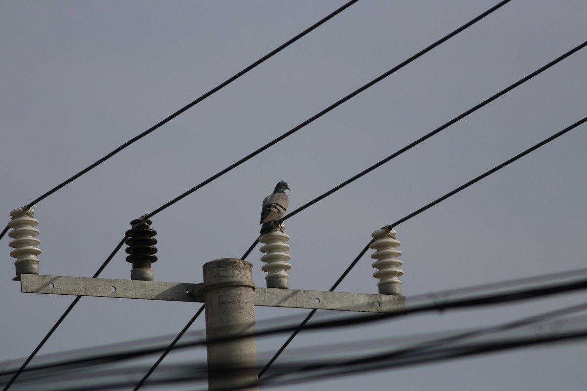 Stock Dove - ML477650591