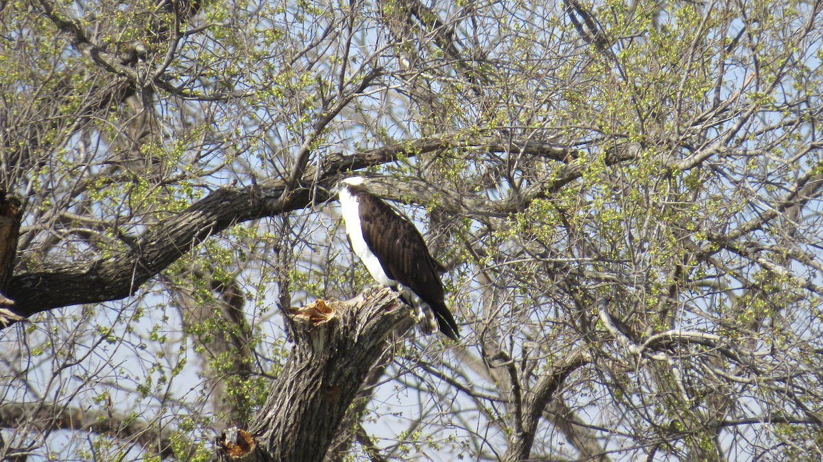 Osprey - ML477650831