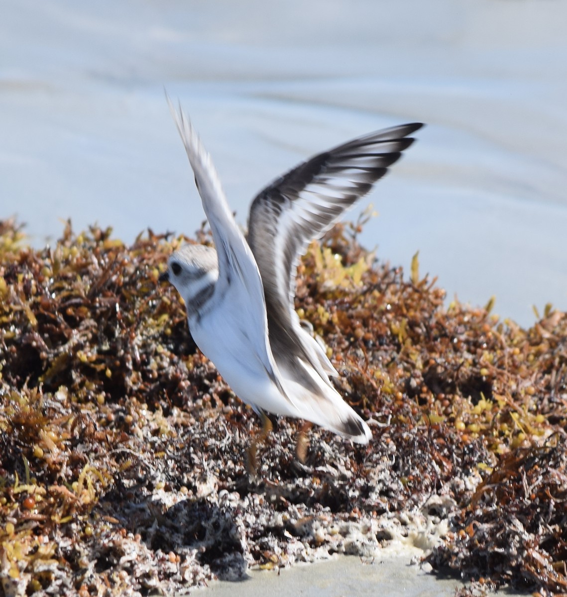 Piping Plover - ML477651231