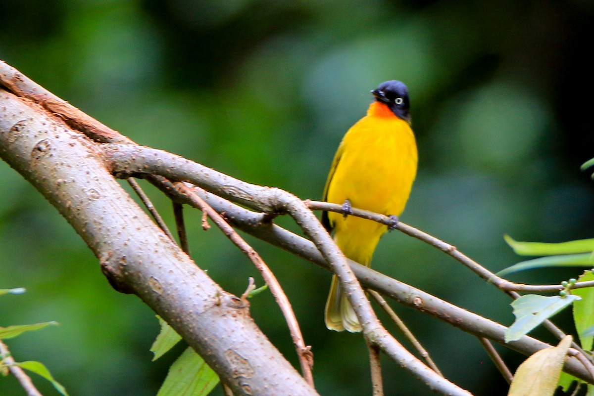 Flame-throated Bulbul - Krishnamoorthy Muthirulan