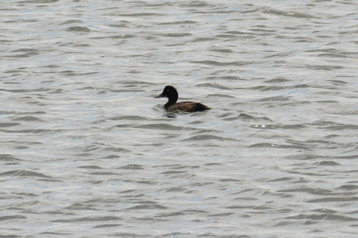 Lesser Scaup - ML477651571