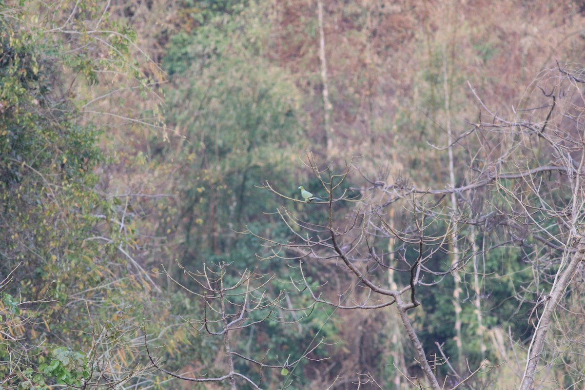 Pin-tailed Green-Pigeon - ML477651851