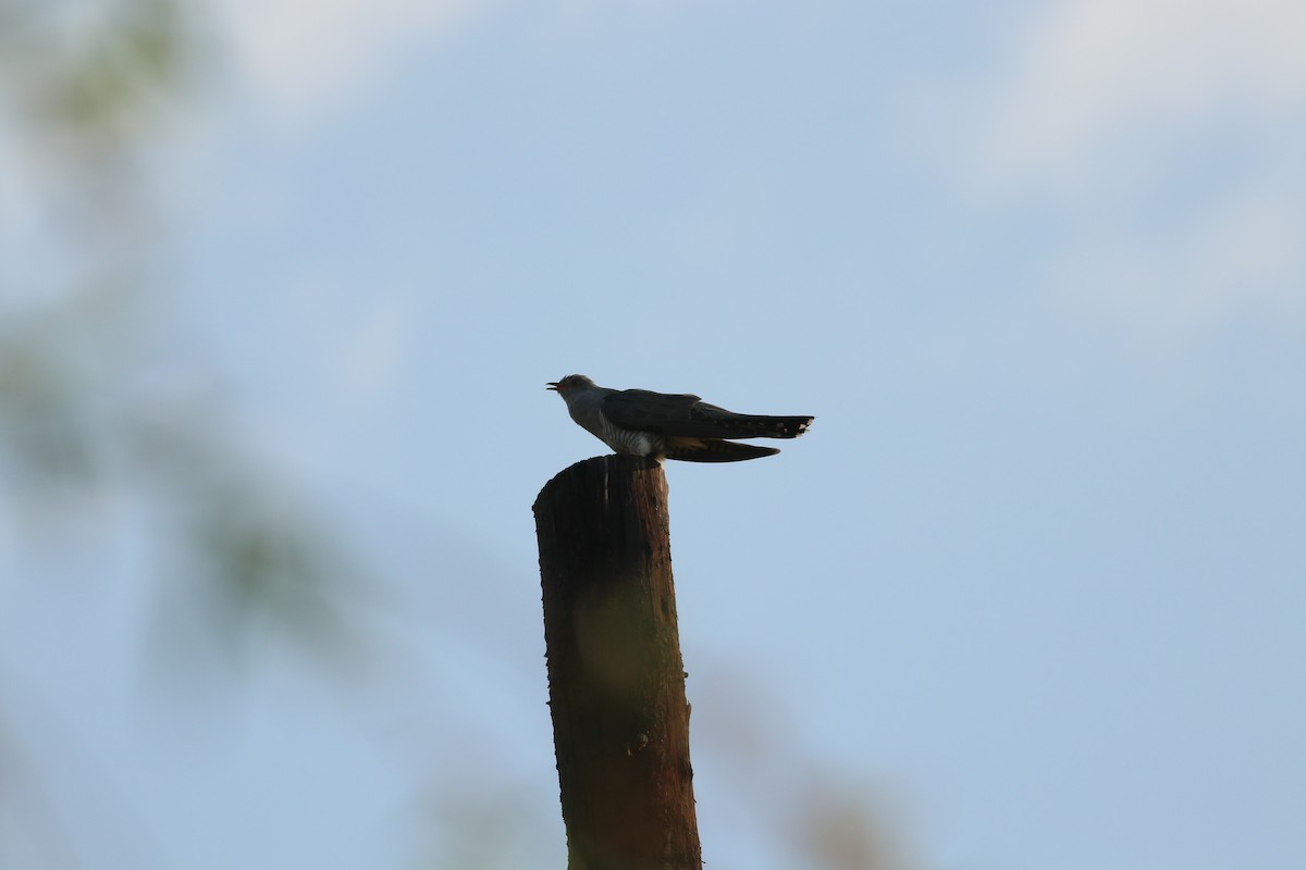 Common Cuckoo - ML477651931