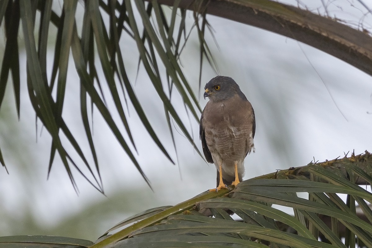 African Goshawk (Eastern) - ML477652161