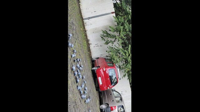 Rock Pigeon (Feral Pigeon) - ML477652451