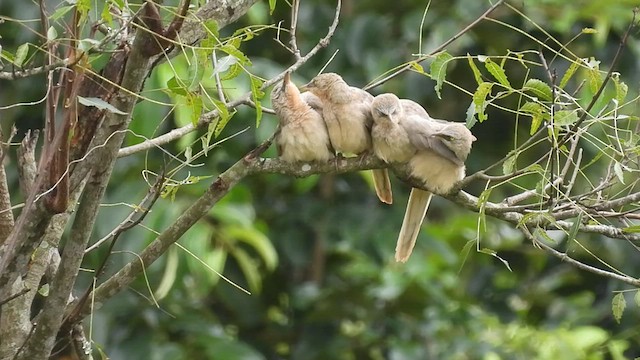 Large Gray Babbler - ML477653021