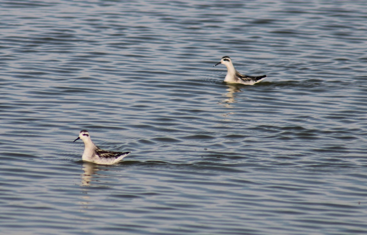 Phalarope à bec étroit - ML477653121