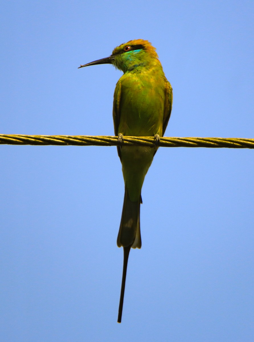Asian Green Bee-eater - Krishnamoorthy Muthirulan