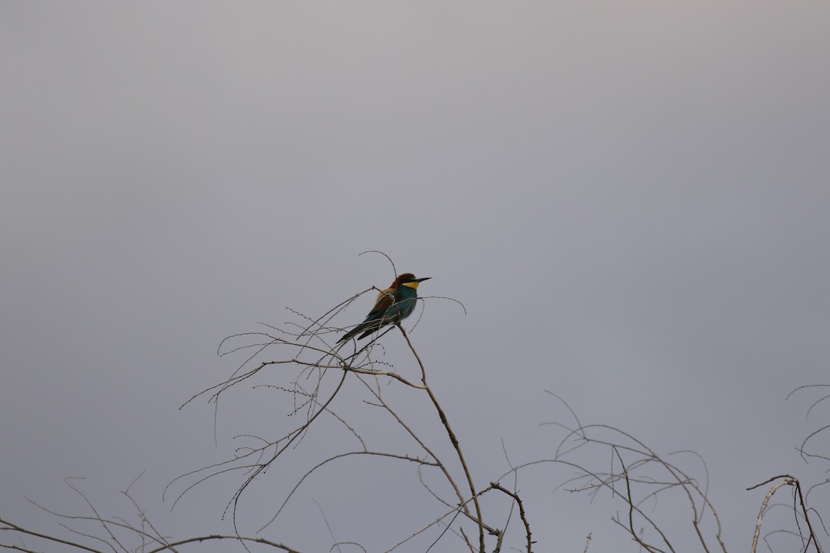 European Bee-eater - ML477653601