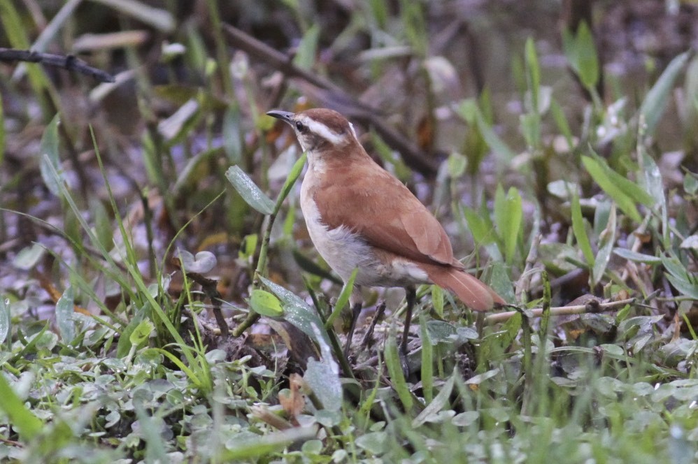 オビバネカマドドリ - ML47765441