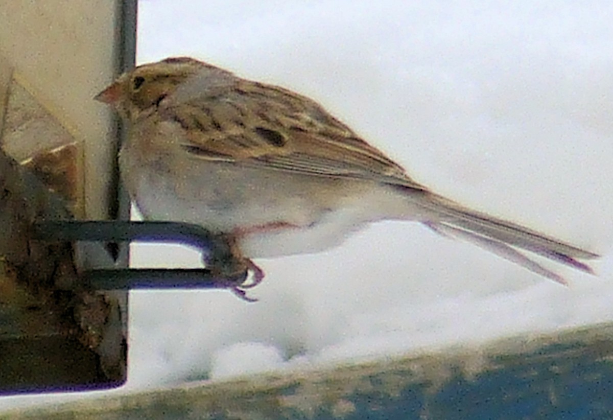 Clay-colored Sparrow - ML47765591