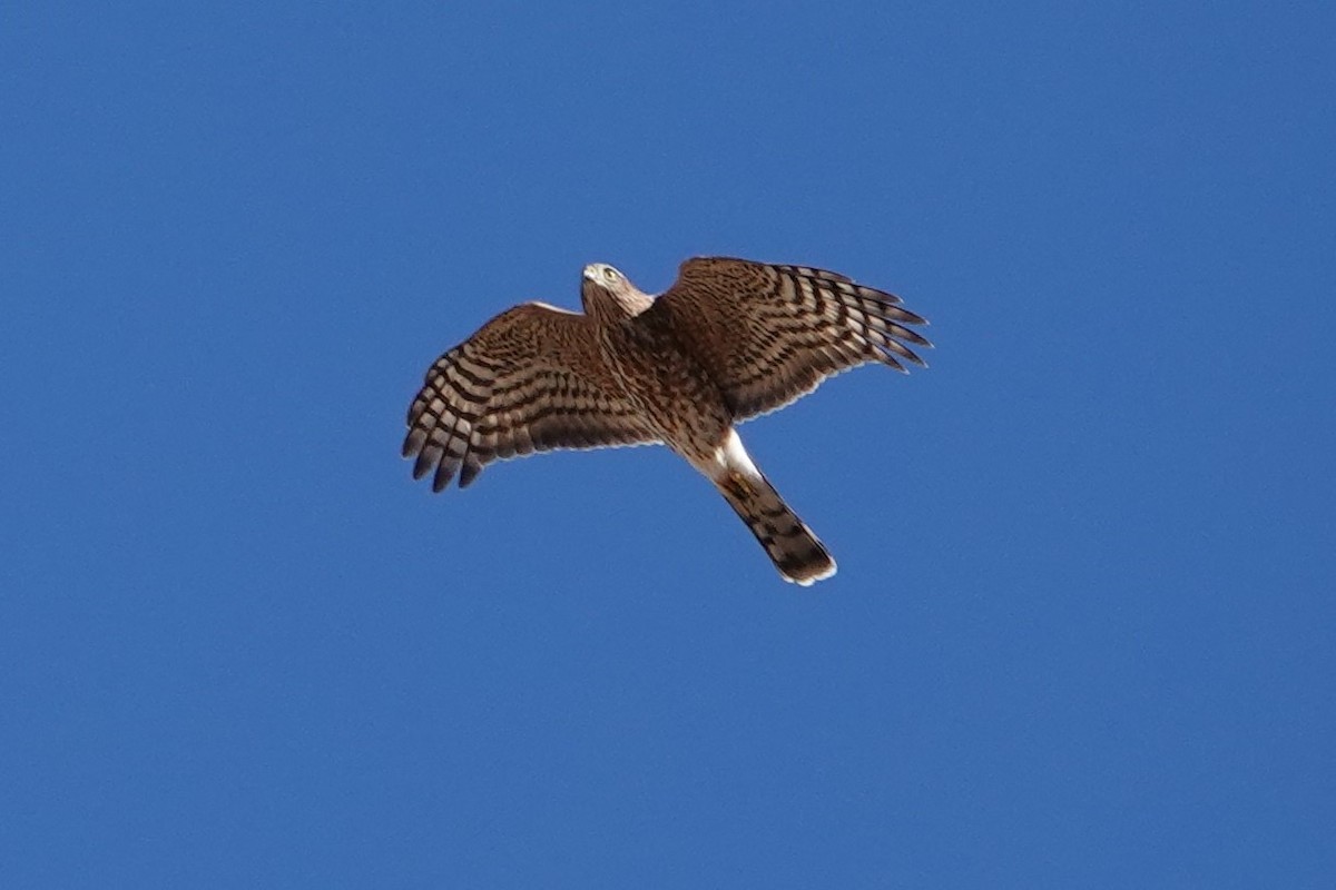 Cooper's Hawk - ML477656871