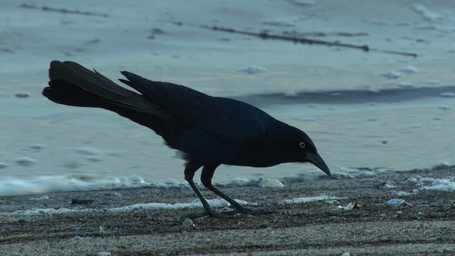 Boat-tailed Grackle - ML477657
