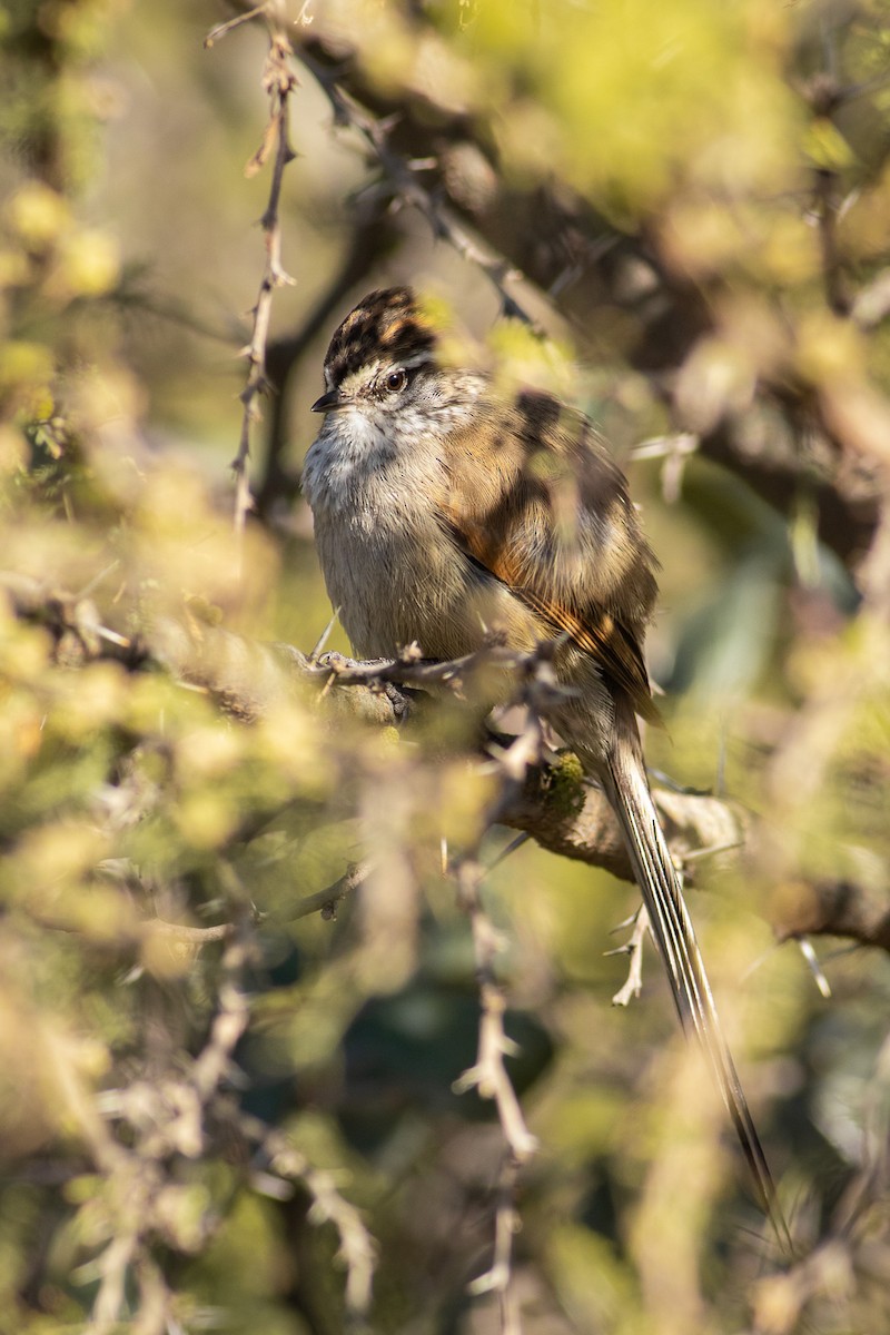 Plain-mantled Tit-Spinetail (aegithaloides) - Ariel Cabrera Foix