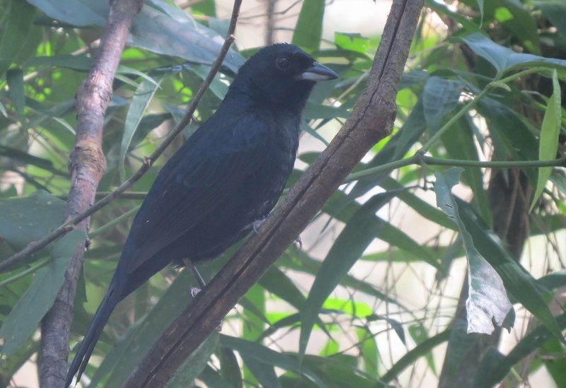 Ruby-crowned Tanager - Germán Gil