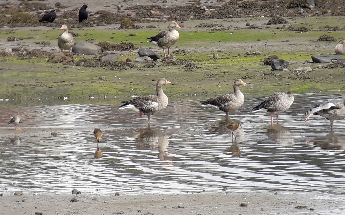 Black-tailed Godwit - ML477658881