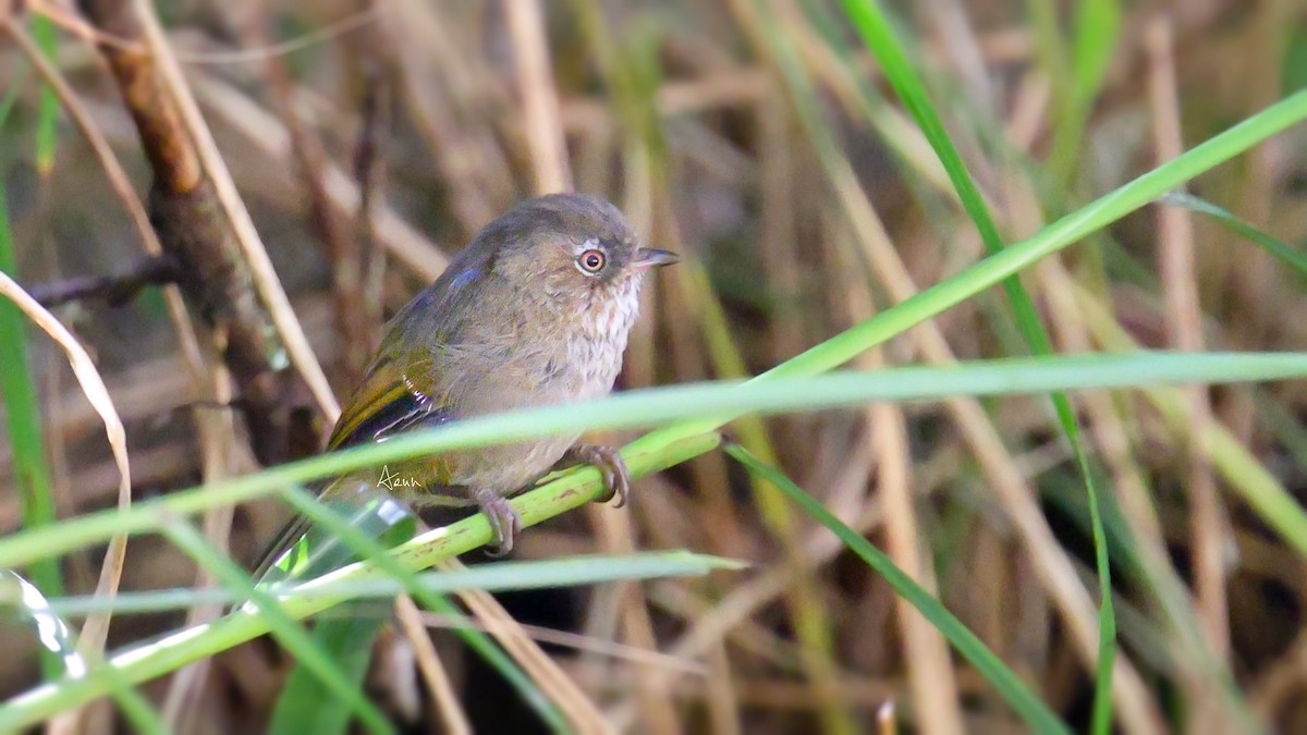 Taiwan Fulvetta - ML477659461