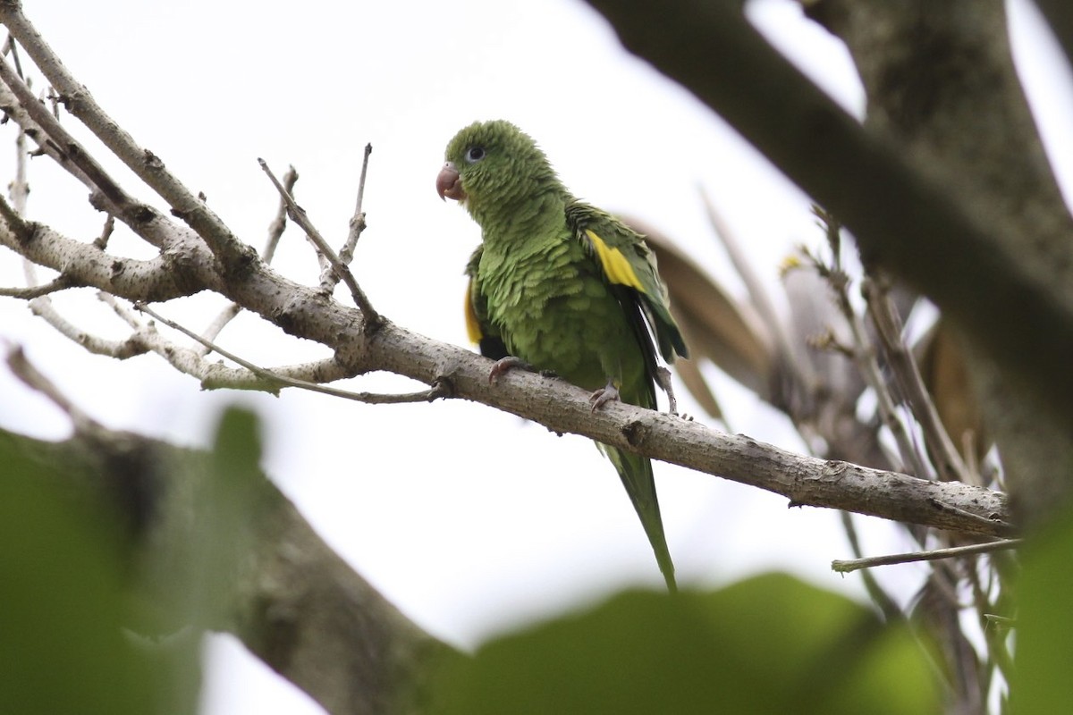 Yellow-chevroned Parakeet - ML47765981