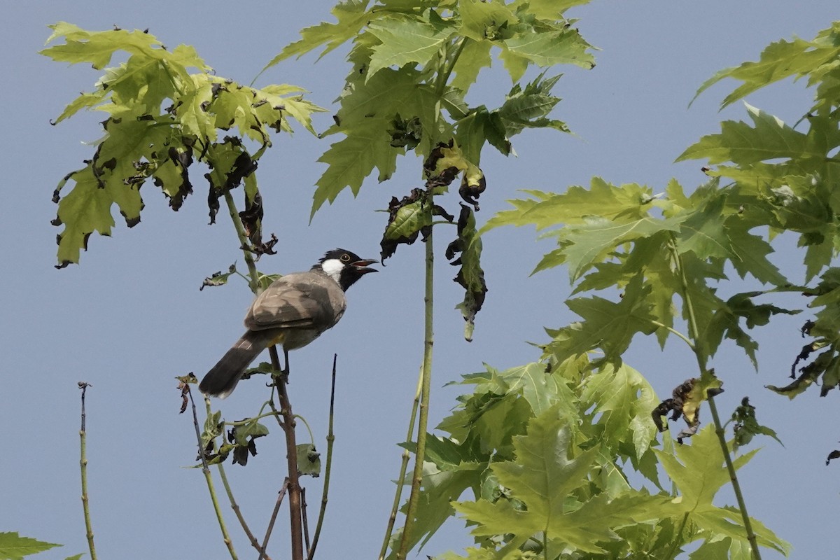 White-eared Bulbul - Ayberk Tosun