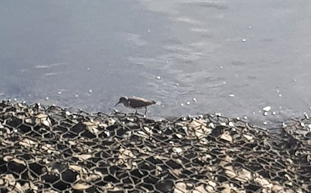 Common Sandpiper - ML477661661