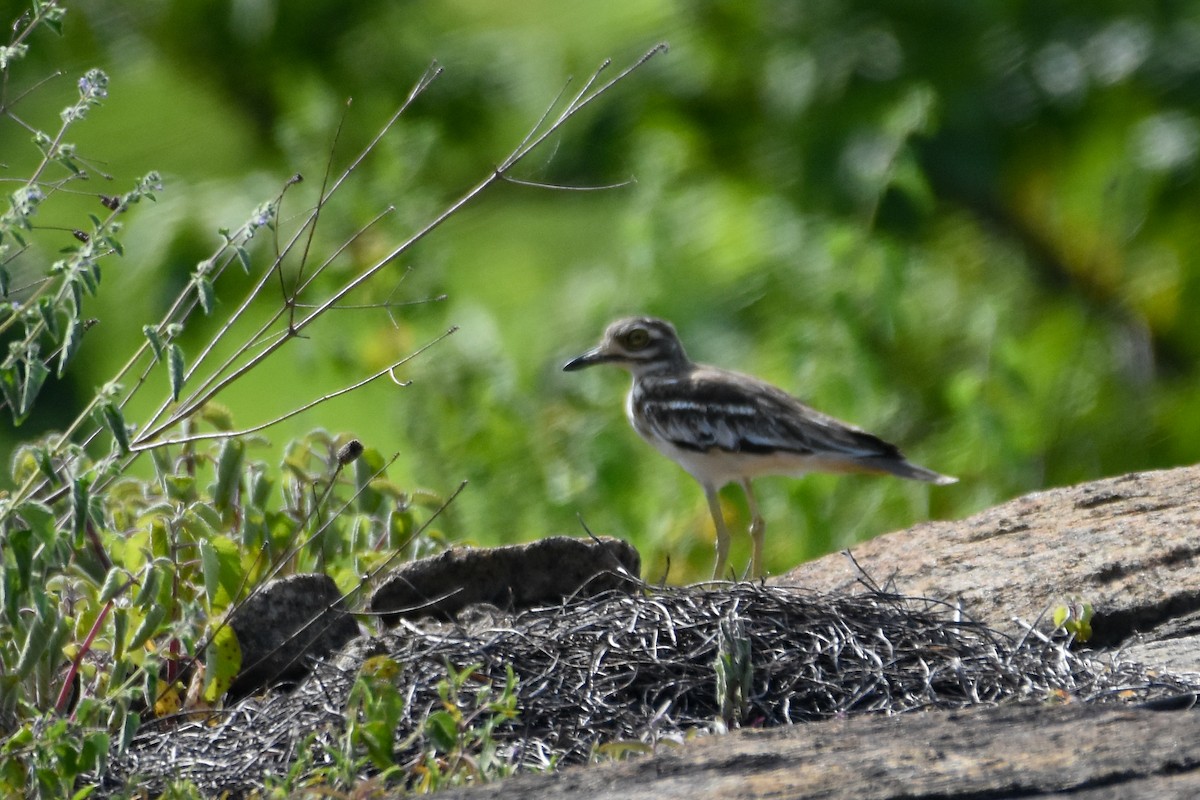 Indian Thick-knee - ML477662301