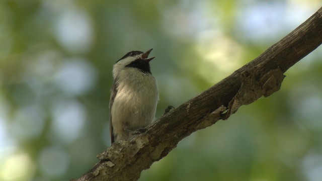 Carolina Chickadee - ML477663