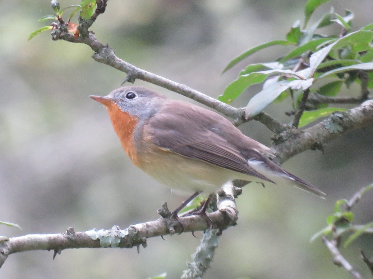 Red-breasted Flycatcher - ML477663551