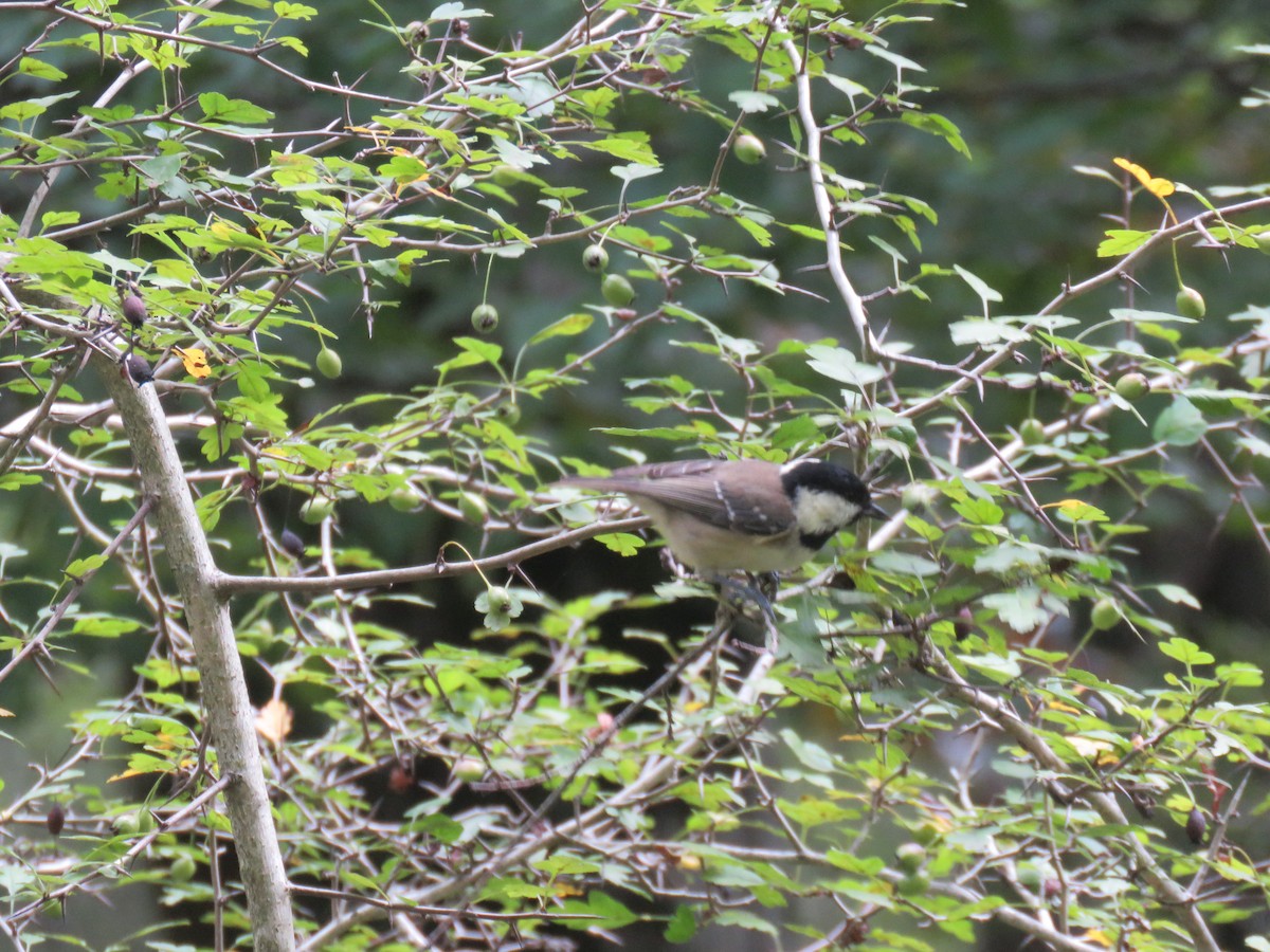 Coal Tit - ML477663681