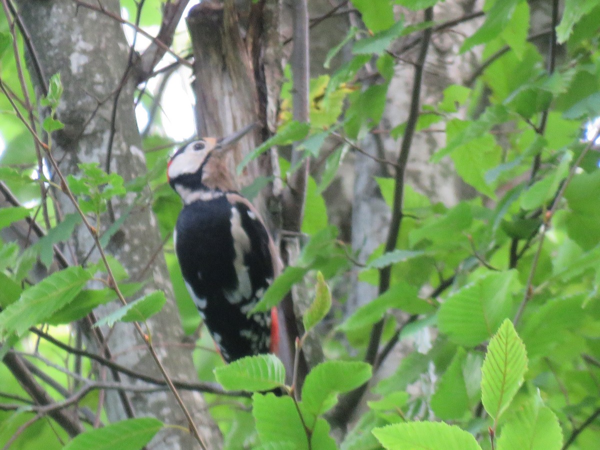 Great Spotted Woodpecker - ML477663881