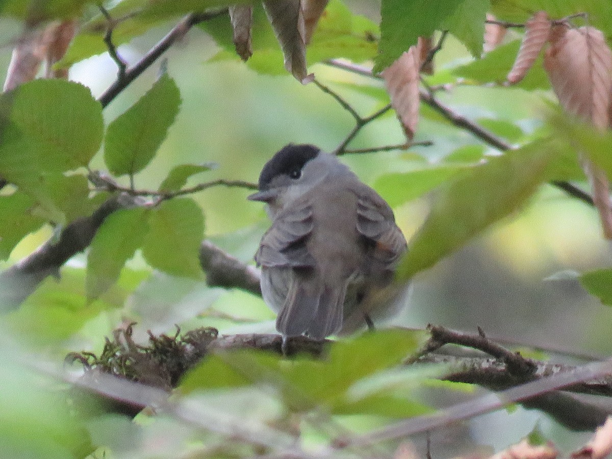 Eurasian Blackcap - ML477663931