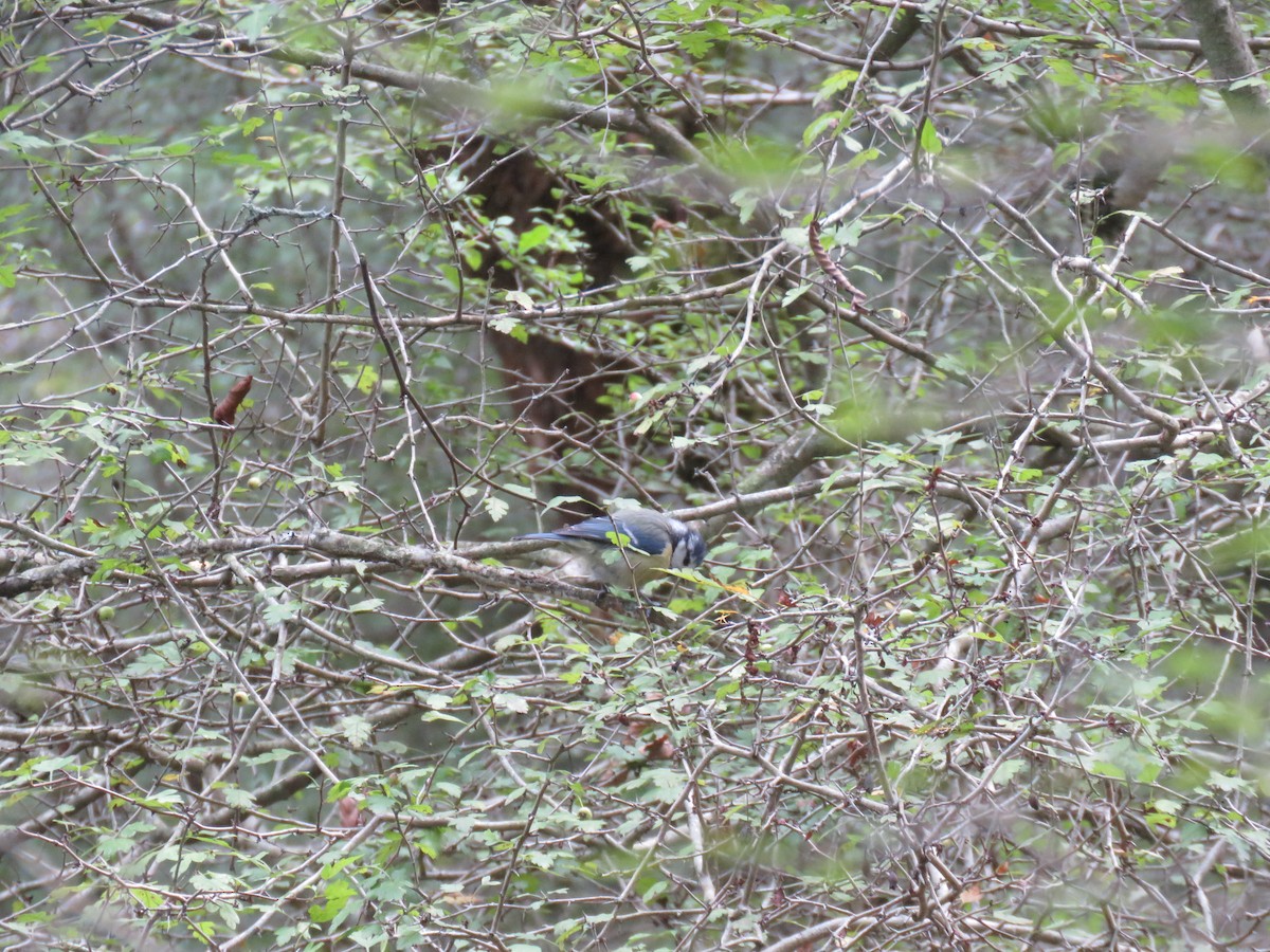 Eurasian Blue Tit - ML477664071